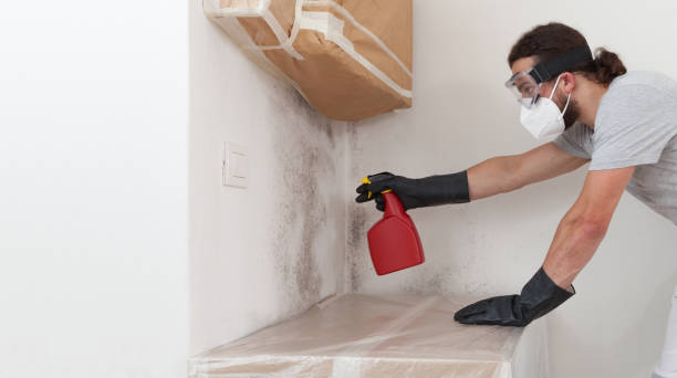Professional Mold Cleanup technician working in Belleville, NJ